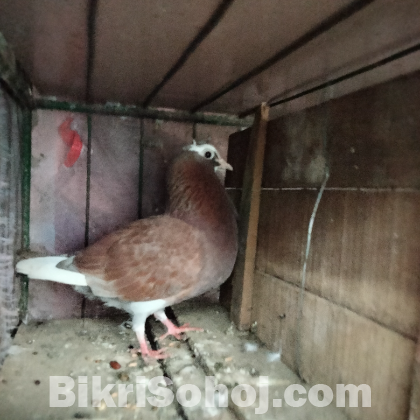 একটি লাল গিরিবাজ মাদি কবুতর বিক্রি করা হবে।